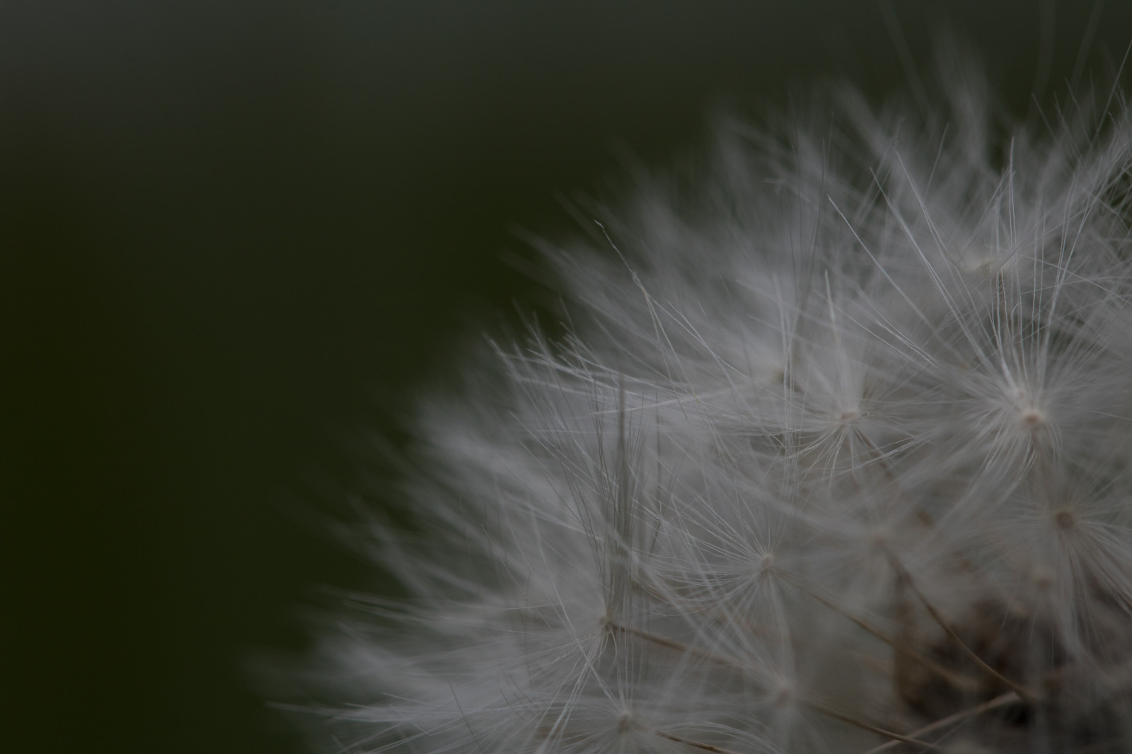 slunečnímu záření, bílý, černobílý, tráva, makro, zelená, pampeliška, list, květ, pták, Blomma, Pírko, makro, maskros, materiál, křídlo, módní doplněk, zblízka, makro fotografie, tráva rodina, daisy rodina