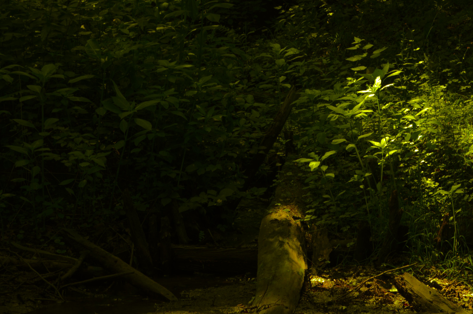 světlo, stín, rostlina, zelená, de, deutschland, licht, pflanze, eifel, Mystik, gr n, Schatten, nordrheinwestfalen, Rheinbach, mysticismus