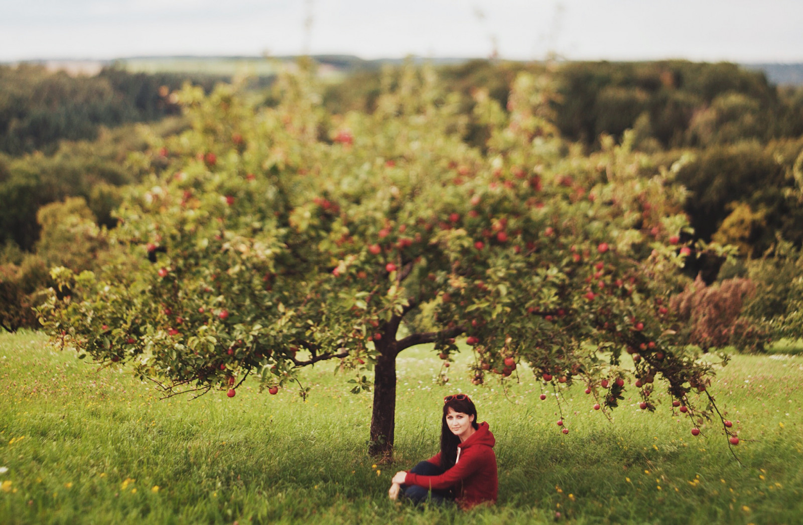Příroda, strom, zemědělství, pole, vegetace, list, tráva, jaro, nebe, rostlina, louka, lučina, venkov, oříznutí, hospodařit, krajina, prérie, křoviny, slunečnímu záření, plant community, plantáž, podzim, keř, zábava