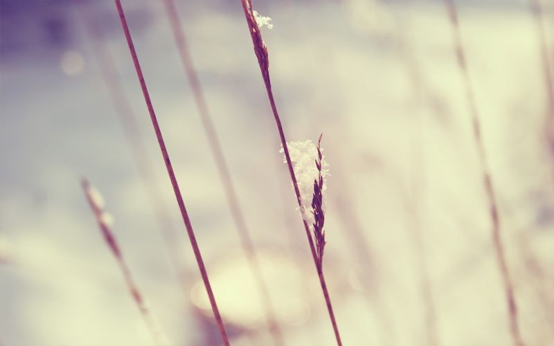 1280x800 px, Natur, Pflanzen 1280x800 px, Natur, Pflanzen