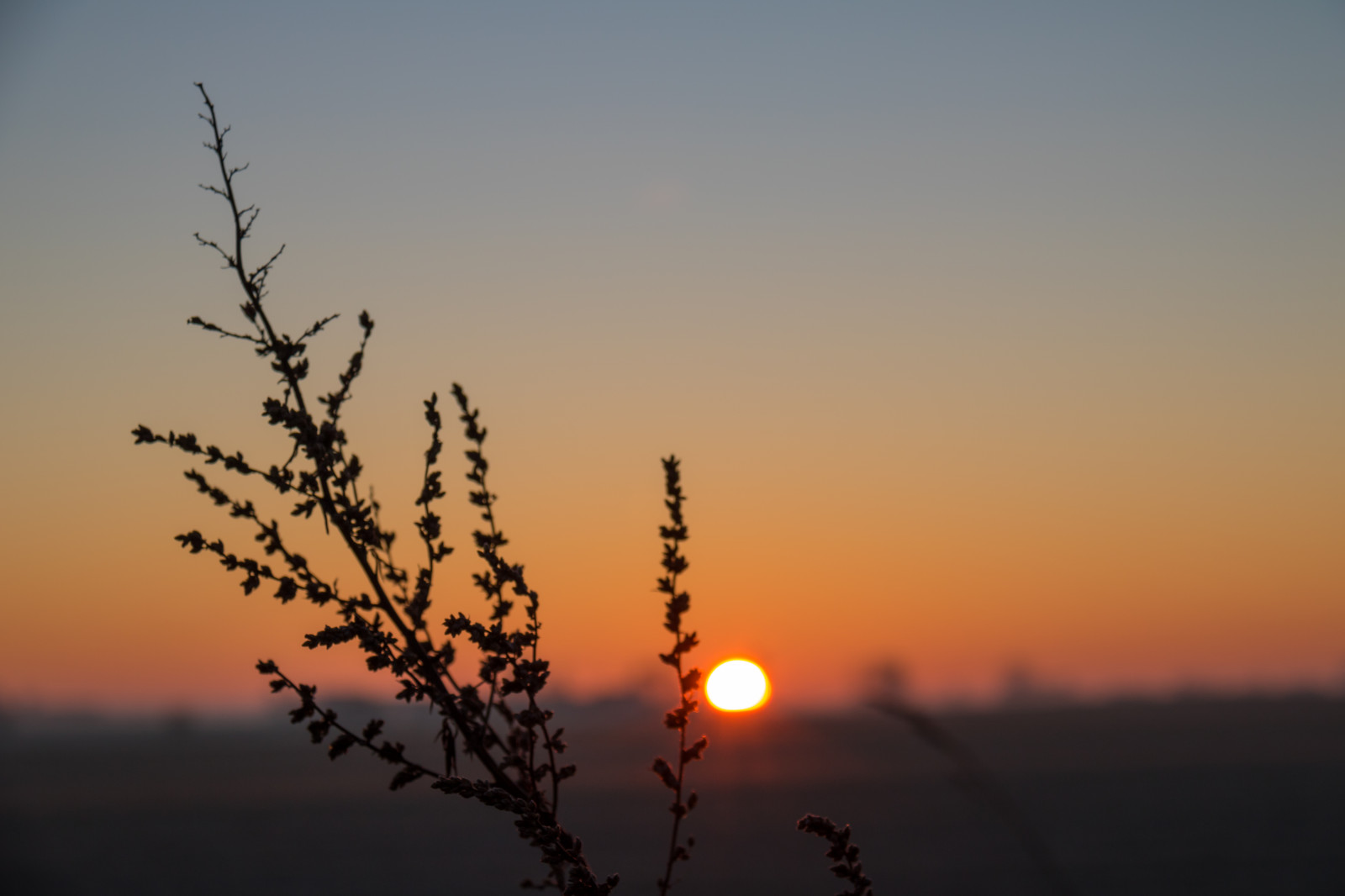 slunečnímu záření, krajina, západ slunce, Příroda, odraz, nebe, větev, svítání, večer, ráno, slunce, horizont, soumrak, slunce, mrak, strom, svítání, nebe, venkov, landsbygd, soluppg ng, landskap, morgon, atmosférický jev, odlesk, astronomický objekt