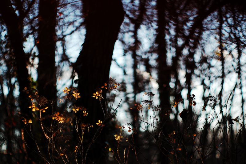 Xt1,Summiluxm50mm,ortanca,Kurak midi
