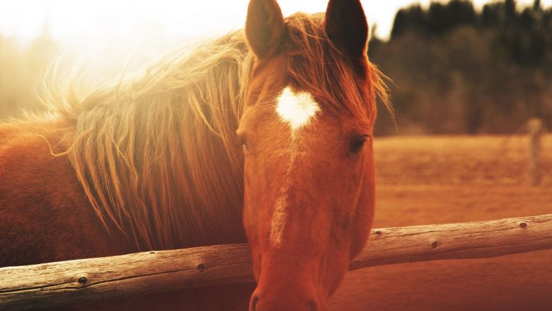 lights, animals, horse, closeup, mammal, close up lights, animals, horse, closeup, mammal, close up