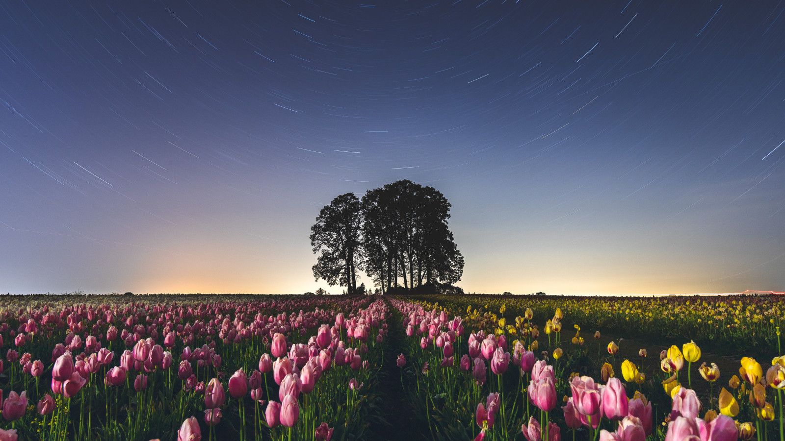 Wallpaper Oregon, tulips farm, stars, Timelapse, flowers 3840x2160 melkman 1678165 HD