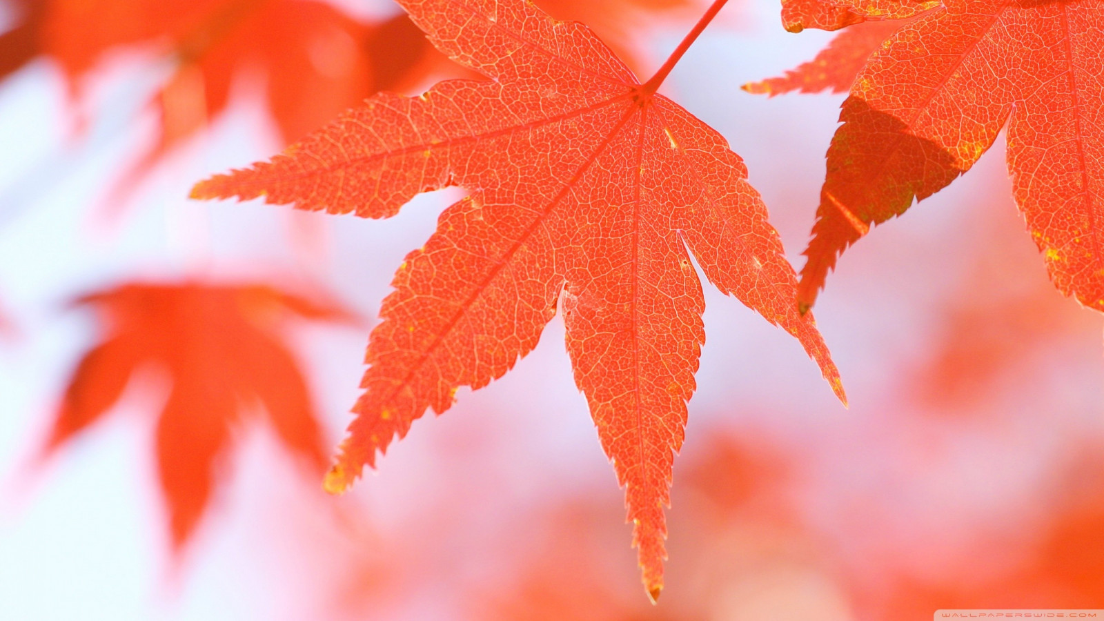 Červené, detailní, větev, mráz, strom, podzim, list, květ, rostlina, sezóna, okvětní lístek, suchozemská rostlina, kvetoucí rostlina, dřevina, zblízka, makro fotografie, závod stonek, javor, Javorový list