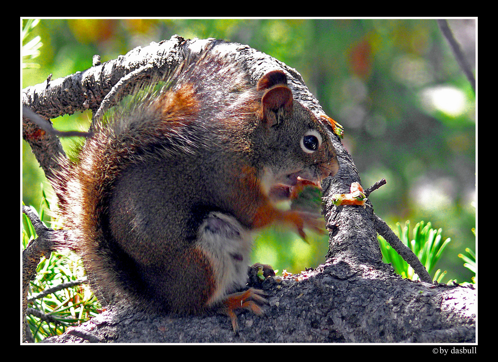 Wallpaper brown, tree, pine, fur, lumix, Montana, sitting, eating