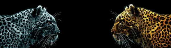 3840x1080 px,cat,chat,duak,felin,monitor