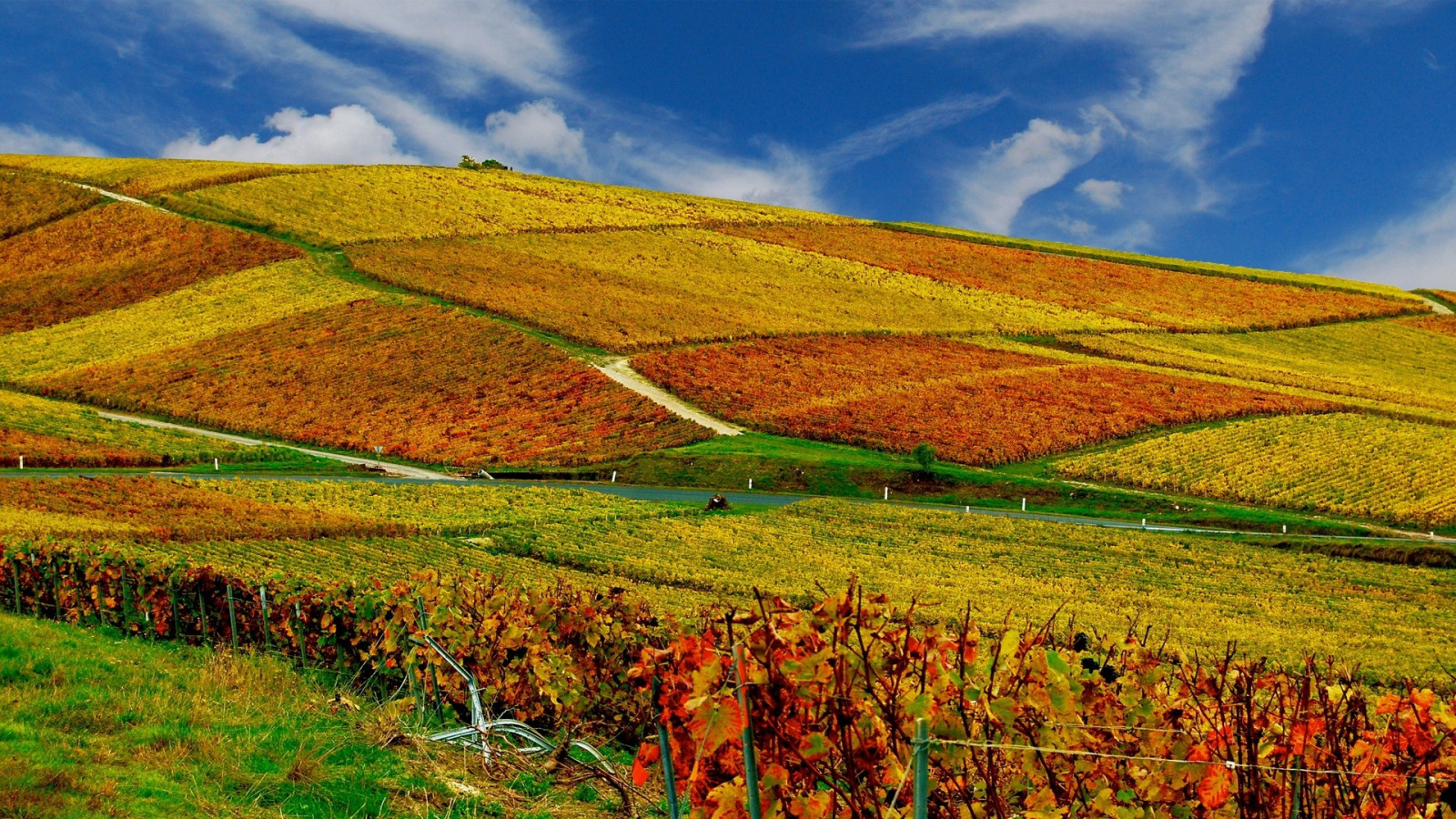 paesaggio, collina, natura, campo, azienda agricola, vigneto, altopiano, colza, autunno, fiore, prateria, pianta, agricoltura, prato, piantagione, pianura, prateria, raccolto, suolo, area rurale, famiglia di erba