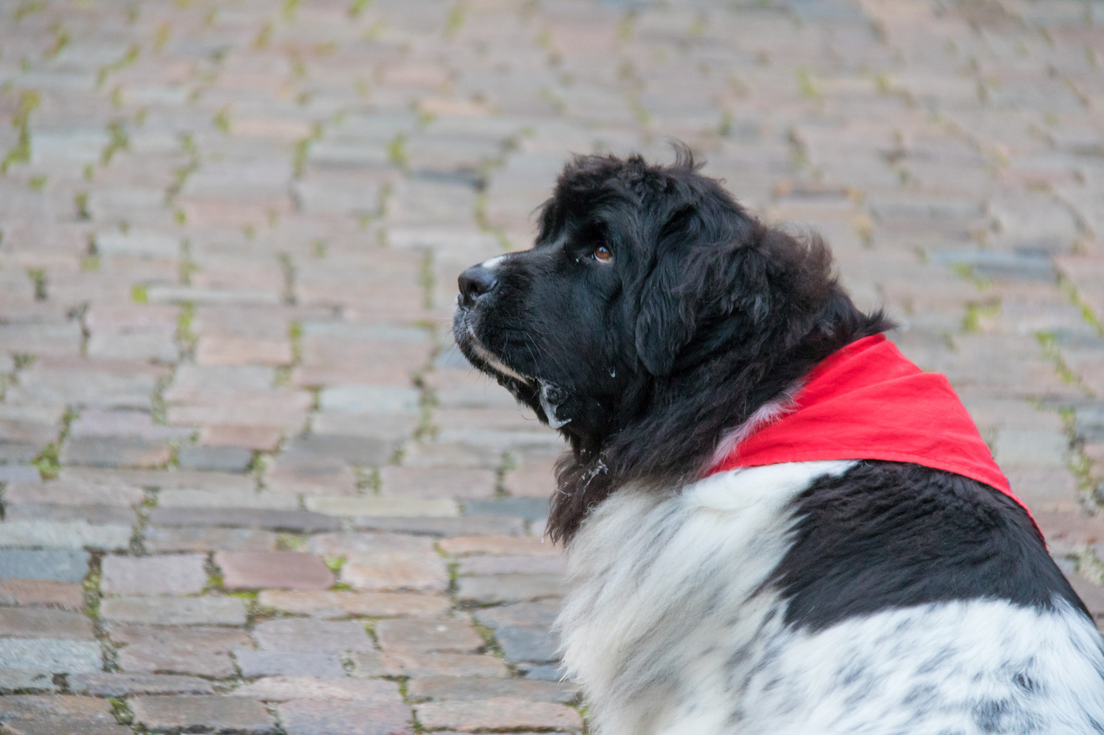 Pes, novofundlanďan, štěně, Jakriborg, savec, obratlovců, pes jako savec, psí kříženci, psí plemeno, landseer, stabyhoun