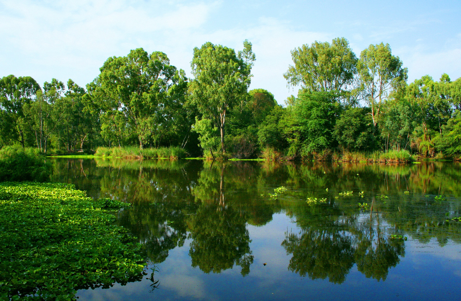 Árboles, bosque, lago, agua, naturaleza, reflexión, verde, río, verano, estanque, pantano, Humedal, árbol, otoño, hoja, flor, planta, vegetación, prado, bosque, pantano, habitat, entorno natural, Planta leñosa, ecosistema, Bioma, estanque de peces
