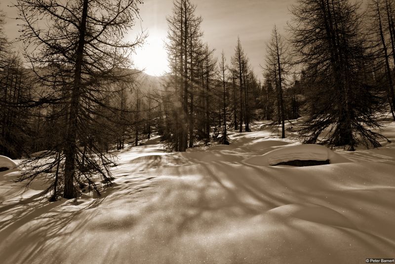 nature, tree, wilderness, snow, winter, woody plant nature, tree, wilderness, snow, winter, woody plant