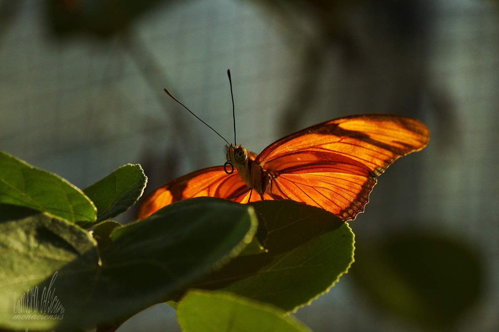 motýl, tropicalbutterfly, schmetterling, tropischerschmetterling, oranžový, světlo, licht, Wulf, wulfdieter, Dieter, Vogl, vogel, wulfdietervogl, Fotoaparát, obscura, monaciensis, monacensis, cameraobscuramonaciensis, UMĚNÍ, myart, meinekunst, fotokunst, meinefotokunst, myphotoart, PhotoArt, foto, kunst, sLR, slt, spiegelreflex, kamera, reflexcamera, verarbeitet, bearbeitet, alfa, Sony, sonyalpha, sonyalpha77, sonyalphailca77ii, 77m2, Ilca, zvíře, smallanimal, fauna, insekt, hmyz, insekten, hmyz, makro, nahaufnahme, detailní, natur, Příroda, nat rlich, bunt, řada, Zvířata, Tamron, tamronmakro, tamronspaf90mmf28makro11, 90, makro