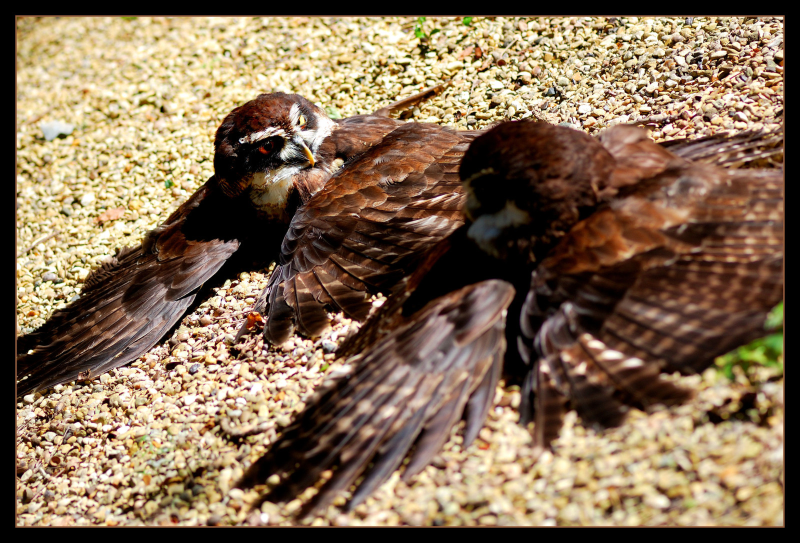 Inghilterra, natura, gufo, becco, uccello, anawesomeshot, naturesfinest, abigfave, fauna, mywinners, Supershot, organismo, gufi, sdraiarsi, Beale, Bealepark, Fannedwings, 89explore151107