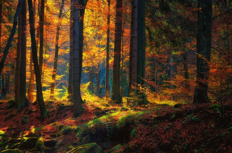 2048x1356 px, les, krajina, Příroda, podzim, mech 2048x1356 px, les, krajina, Příroda, podzim, mech