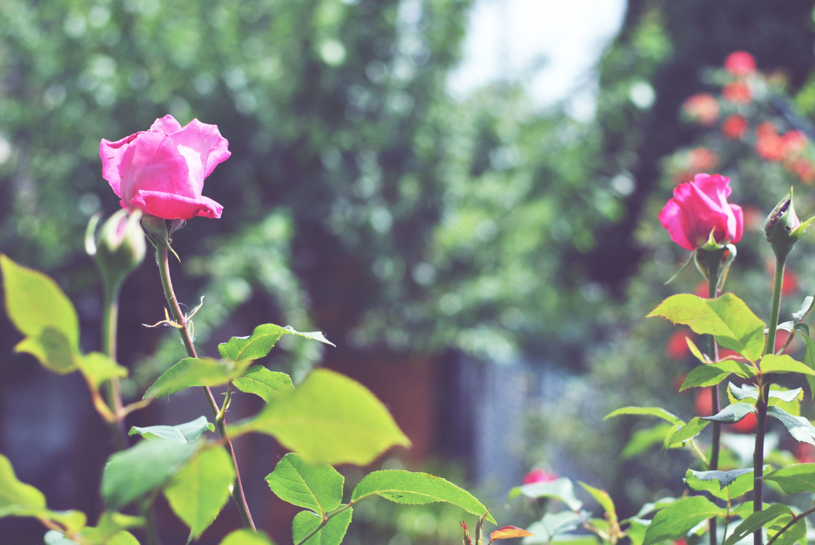 květiny, zahrada, Příroda, rostliny, zelená, růže, květ, list, květ, rostlina, flóra, okvětní lístek, divoká rostlina, botanika, suchozemská rostlina, kvetoucí rostlina, keř, zahradní růže