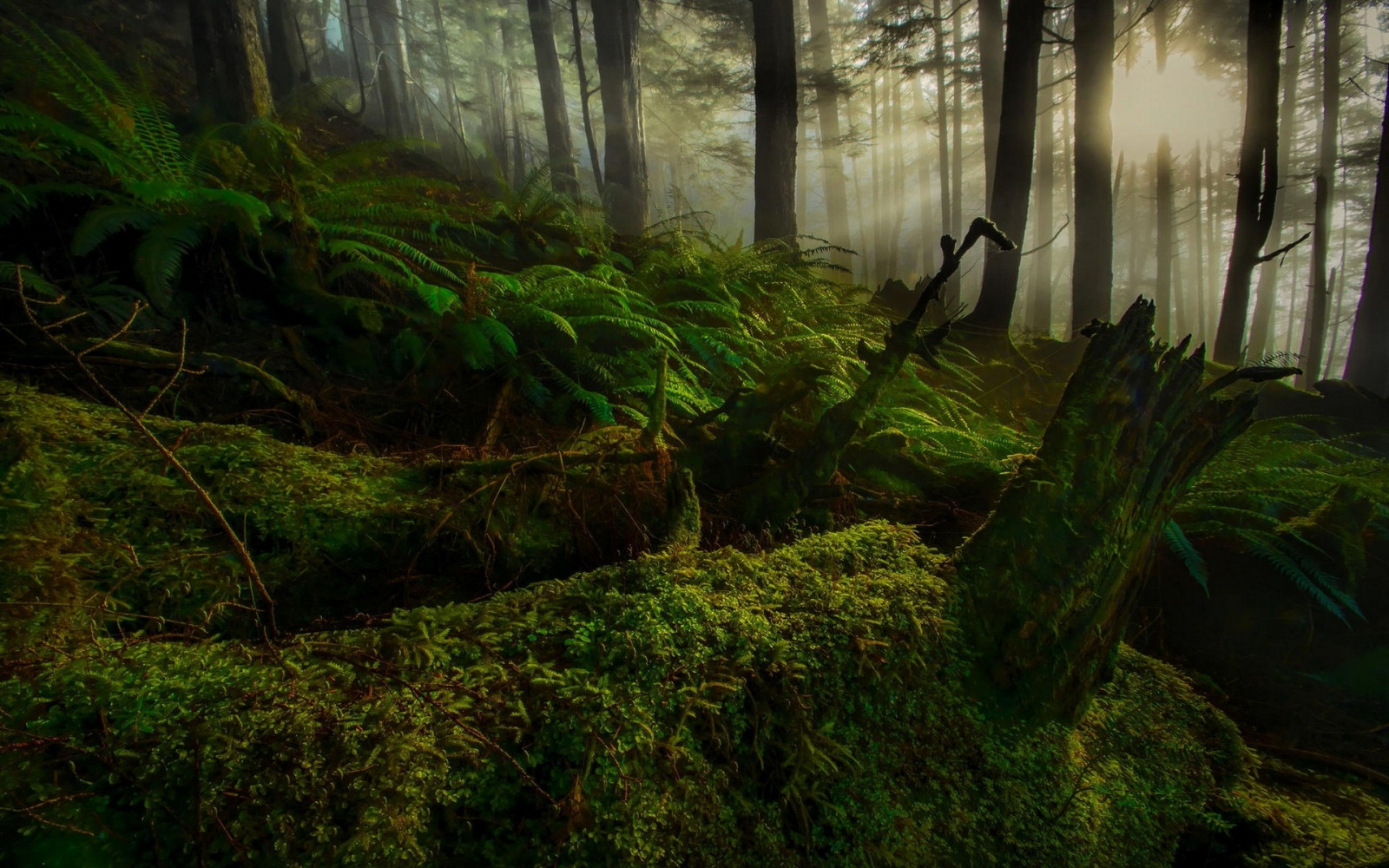 sollys, træer, landskab, Skov, natur, mos, grøn, bakker, solstråler, bregner, jungle, strøm, sump, regnskov, vådområde, træ, blad, plante, flora, vegetation, skærmbillede, skov, levested, naturligt miljø, botanik, økosystem, gamle vækst skov