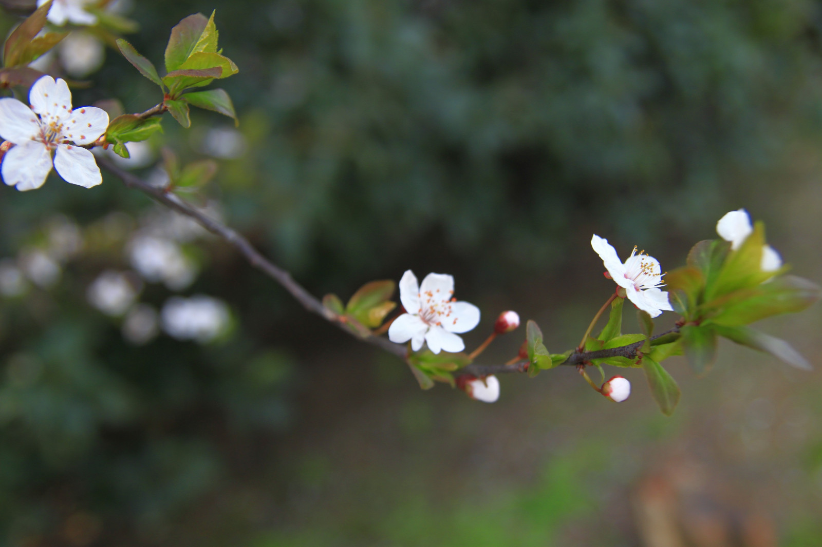 แสงแดด, อาหาร, ดอกไม้, ธรรมชาติ, พืช, สาขา, ผลไม้, สีเขียว, เบ่งบาน, ฤดูใบไม้ผลิ, ต้นไม้, ใบไม้, ดอกไม้, ปลูก, พืช, ดอกไม้ป่า, ผลิต, พฤกษศาสตร์, โรงงานที่ดิน, พืชดอก, ใกล้ชิด, ไม้พุ่ม, การถ่ายภาพมาโคร, 4752x3168 px