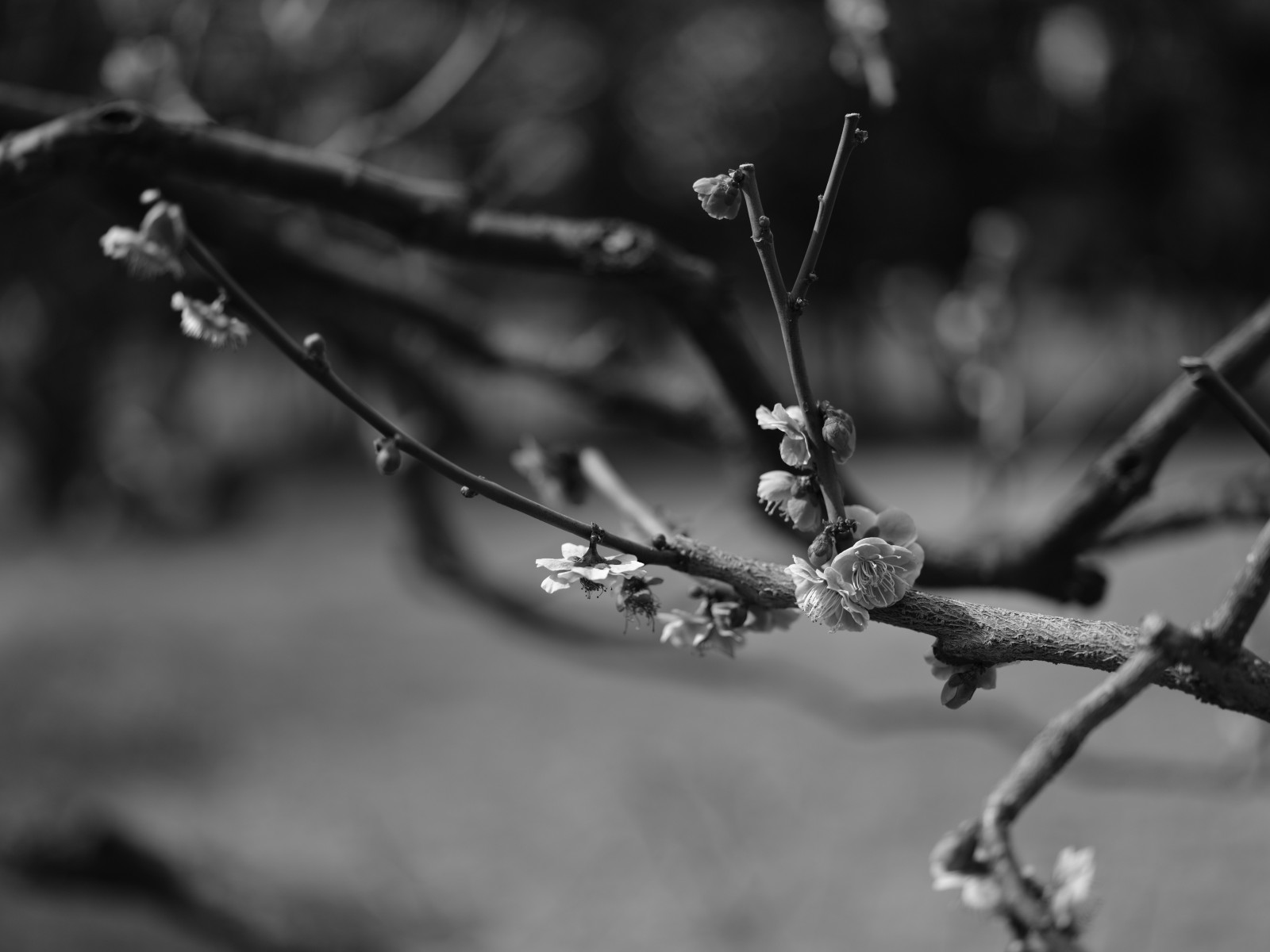 Japan, sort, monokrom, have, natur, sne, vinter, fotografering, afdeling, is, frost, hegn, forår, Tokyo, dug, Fryser, Fujifilm, Jp, blad, blomst, plante, sæson, flora, fuji, Fujinon, gf, gf63mm, gf63mmf28rwr, GFX, gfx50s, akroer, Hamarikyu, hamarikyugardens, Kvist, sort og hvid, monokrom fotografering, tæt på, makrofotografering, fugtighed