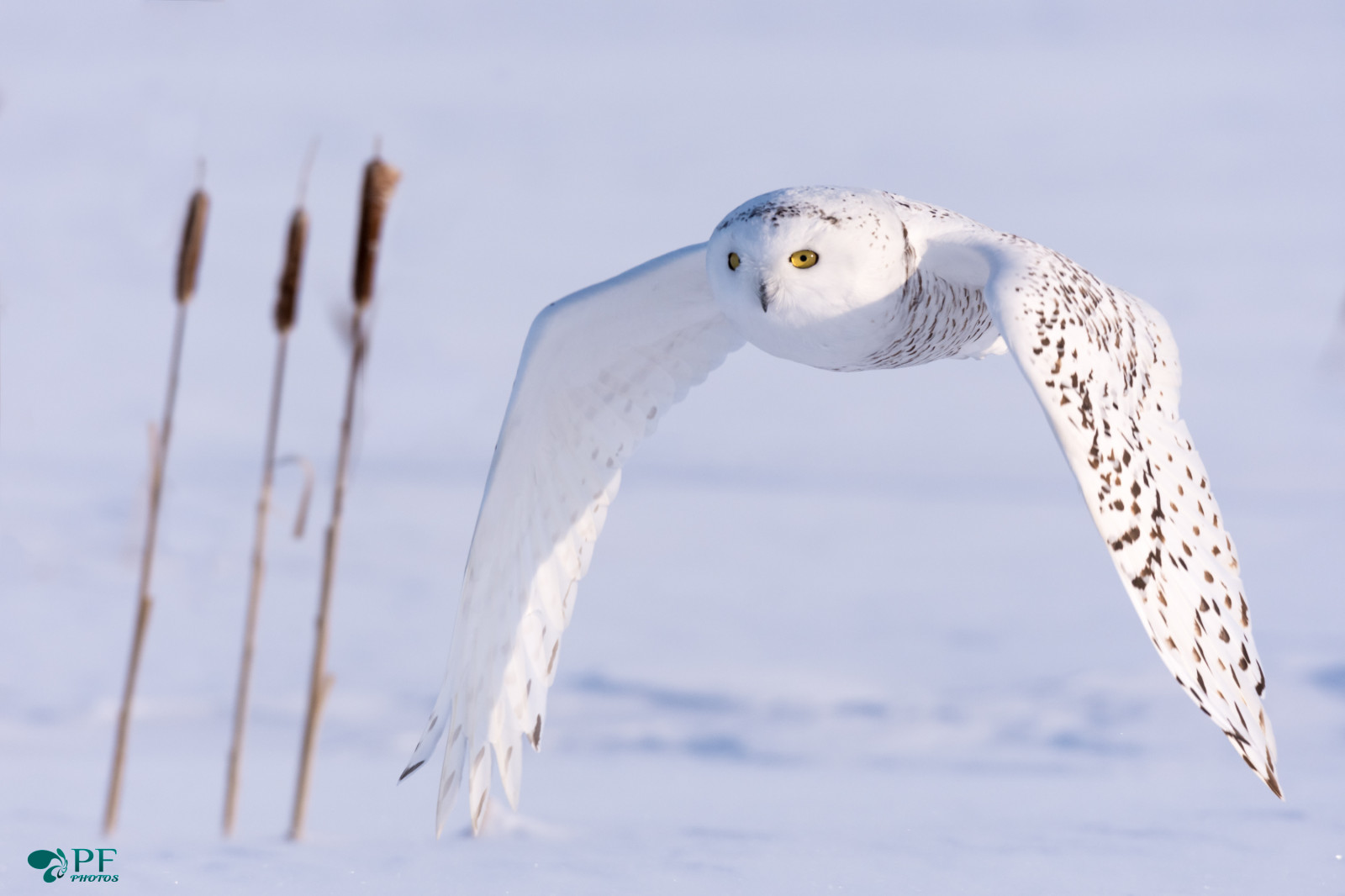 hvid, natur, himmel, sne, vinter, dyreliv, Canada, Nikon, rovfugl, ugle, Arctic, næb, Quebec, Fryser, neige, Harrier, fugl, vild, havfugle, Champ, hiver, oiseau, blanc, rovdyr, vinge, fauna, snowyowl, passion, pR dateur, harfangdesneiges, widlife