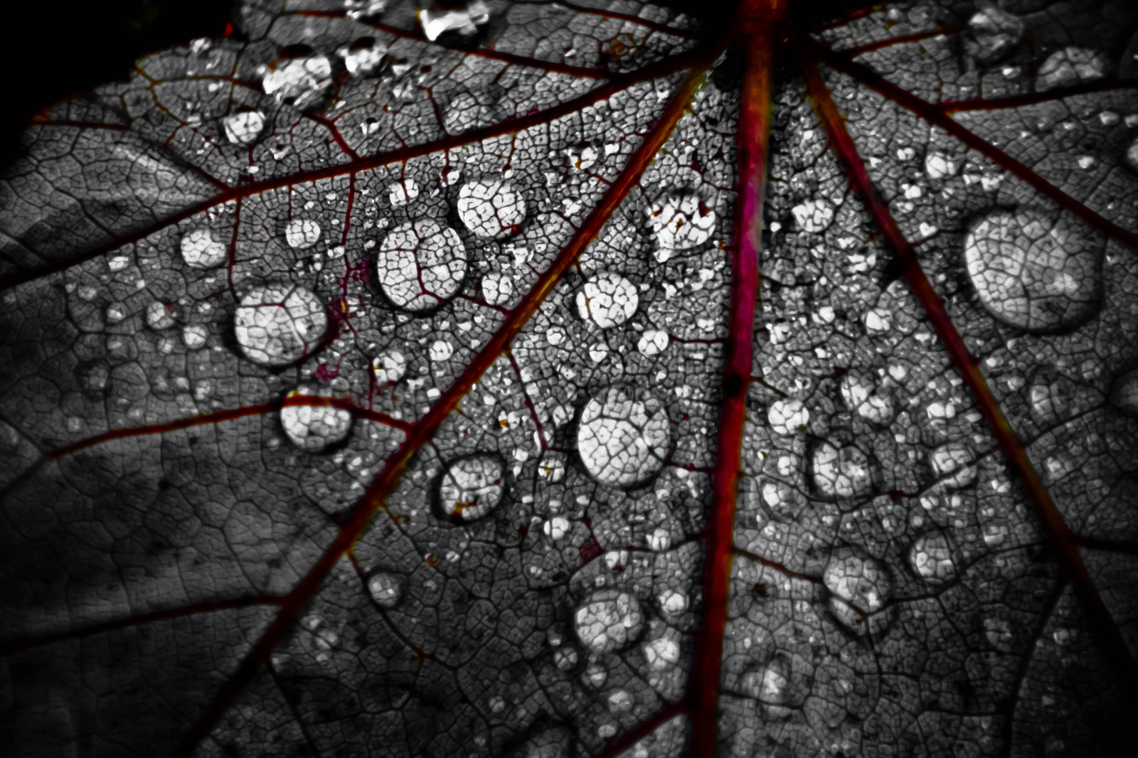 ขาวดำ, น้ำ, ฝน, การถ่ายภาพ, แมโคร, สาขา, สมมาตร, น้ำค้างแข็ง, รูปแบบ, พื้นผิว, วงกลม, ต้นไม้, ฤดูใบไม้ร่วง, ใบไม้, ดอกไม้, ปลูก, ฤดู, หยด, หยด, บรรทัด, ความมืด, canon60d, ดำและขาว, ถ่ายภาพขาวดำ, ใกล้ชิด, การถ่ายภาพมาโคร, reversedlens