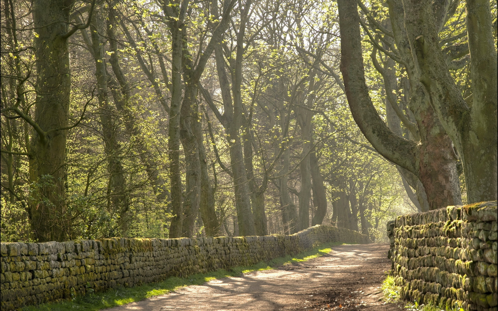 slunečnímu záření, stromy, les, Příroda, kameny, zelená, divočina, džungle, mokřadní, strom, podzim, list, rostlina, sezóna, stezka, zálesí, háj, místo výskytu, přírodní prostředí, dřevina, ekosystém, mírné jehličnatý les, biome, keř, prales, smíšený les, opadavý