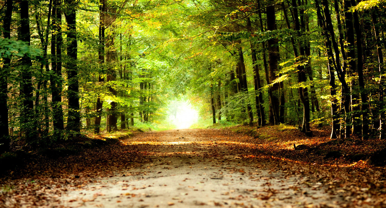 luce del sole, foresta, natura, strada, ramo, mattina, natura selvaggia, giungla, foresta pluviale, leggero, albero, autunno, foglia, pianta, stagione, pista, bosco, habitat, ambiente naturale, fenomeno atmosferico, pianta legnosa, caratteristica geografica, ecosistema, temperata foresta di conifere, bioma, vecchia foresta di crescita, foresta temperata, deciduo