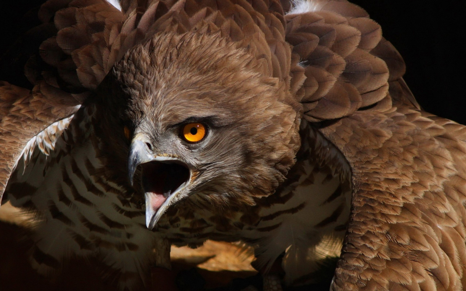 birds, wildlife, bird of prey, eagle, beak, bird, wing, fauna, 2880x1800 px, vertebrate