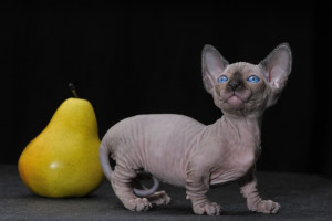 Wallpaper : eyes, whiskers, sphynx, collar, playful, vertebrate, cat