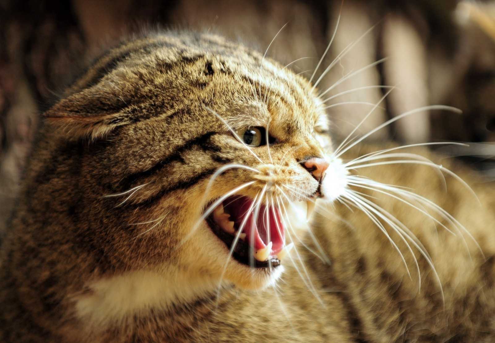 viso, gatto, rabbia, natura, denti, naso, barba, gatto selvatico, fauci, fauna, mammifero, vertebrato, avvicinamento, gatto come mammifero, fotografia macro, grugno, di piccole e medie dimensioni gatti, tabby cat, sbadiglio, arrugginito gatto maculato, rabbia, gatto selvatico europeo
