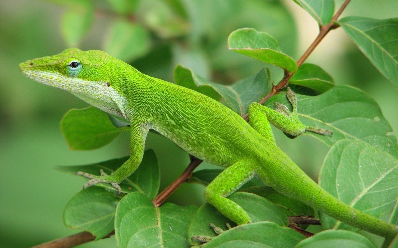 Wallpaper 1280x800 px, gex, green, lizards, trees 1280x800