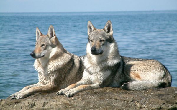 sea,dog,couple,stones,lie