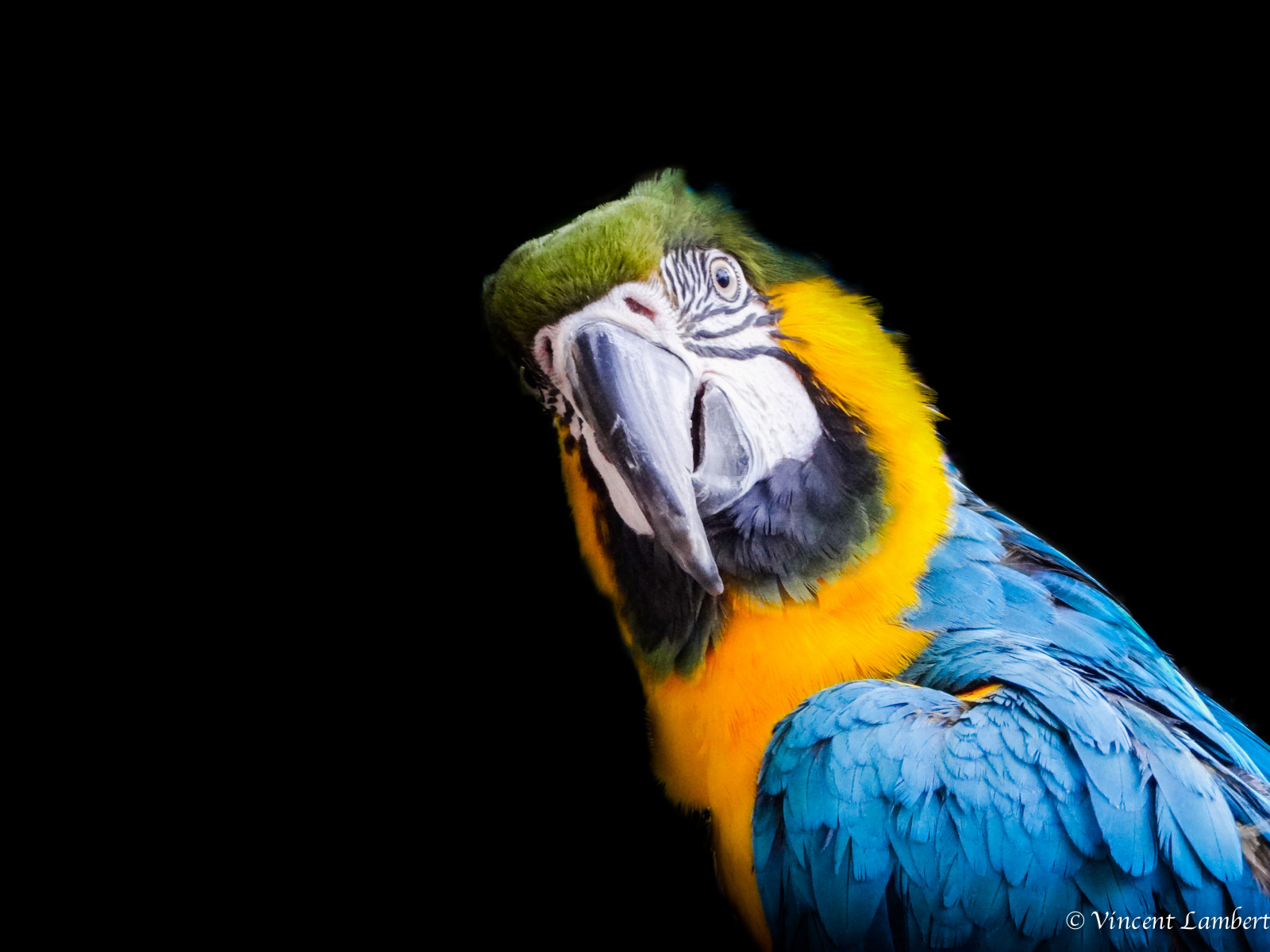 Wallpaper blue, black, green, bird, nature, yellow, jaune, noir