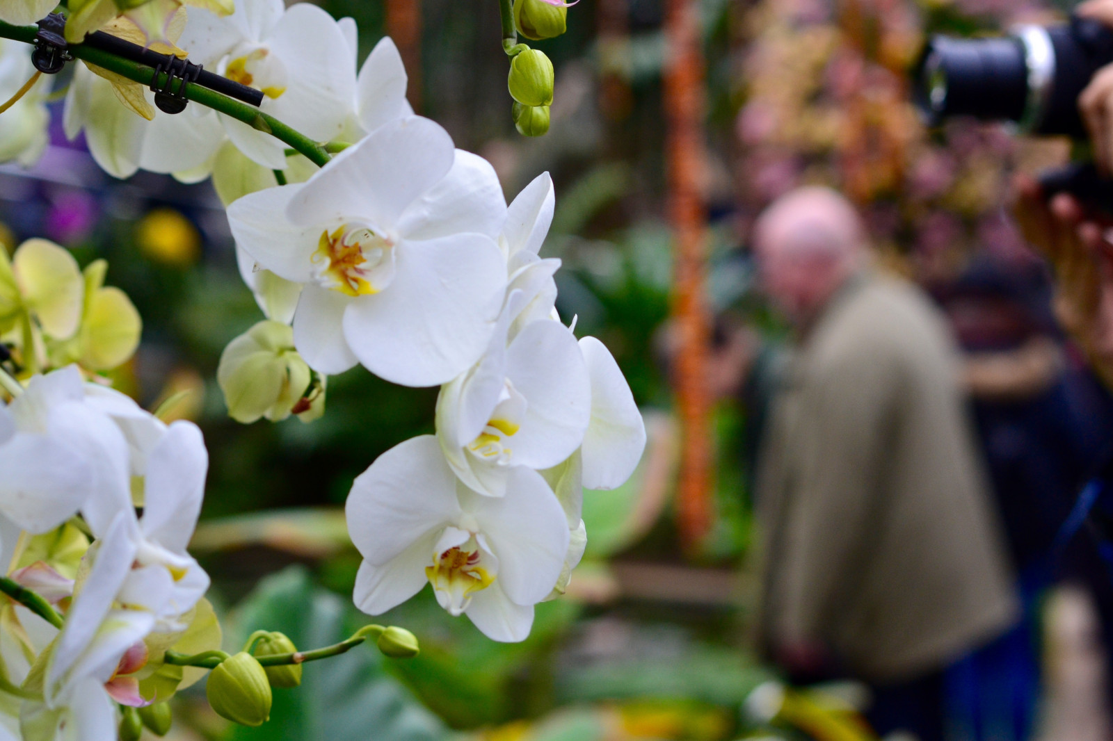 festival, orkide, Whiteorchid, çiçek, Bahçe, makro, Londra, renkli, beyaz, yeşil, insanlar, arka fon, kapatmak, Şubat ayı