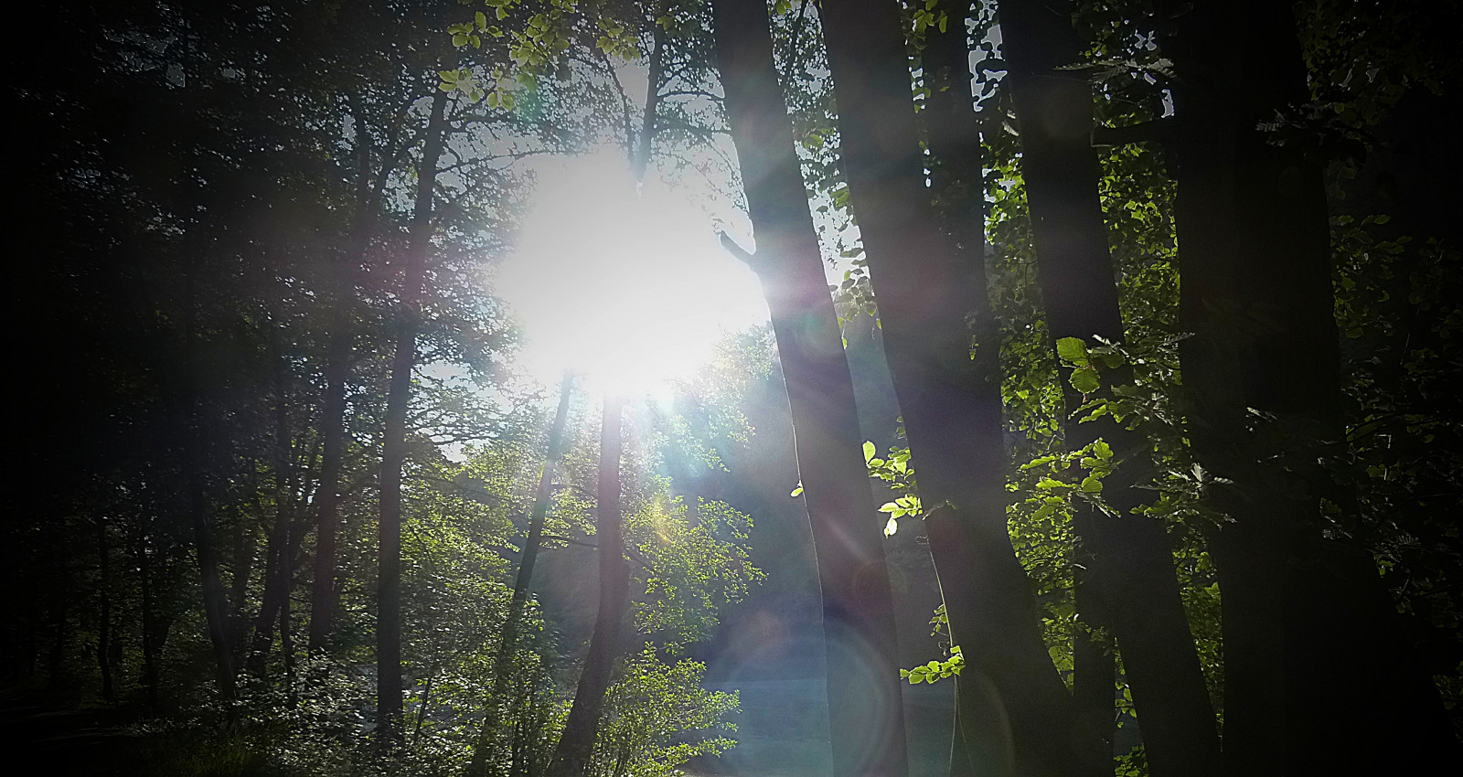 Wallpaper : trees, light, sky, Sun, green, nature, sunshine, forest