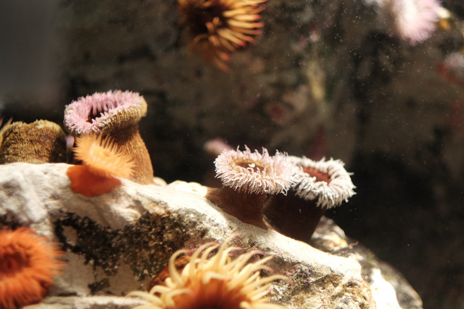 Příroda, Volně žijících živočichů, Tokio, Fujifilm, biologie, květ, rostlina, flóra, Fujinon, x, xf56mmf12r, xf56mm, XT1, Kasai, kasairinkaipark, tokyosealifepark, fauna, suchozemská rostlina, zblízka, makro fotografie, trny trny a trny, bezobratlý, mořská biologie, mořská sasanka