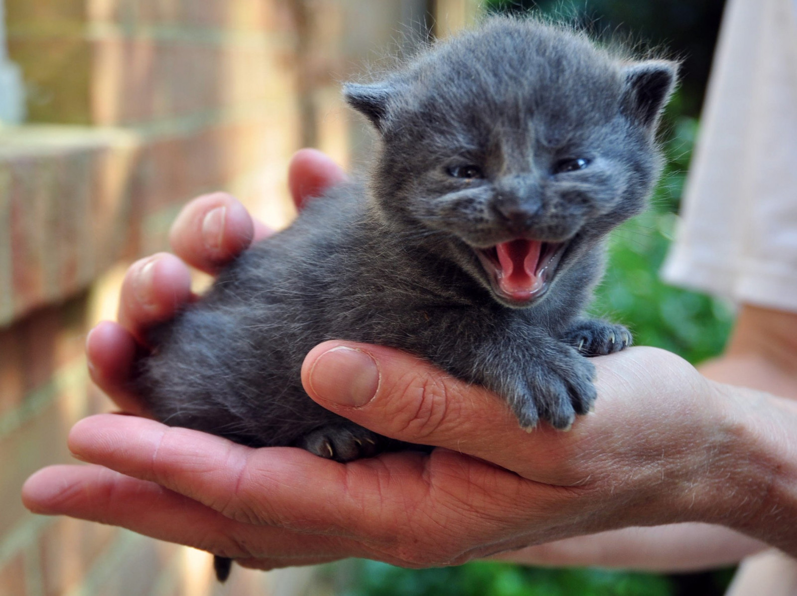 Masaüstü 2295x1716 px, 26, bebek, kedi, Kediler, sevimli