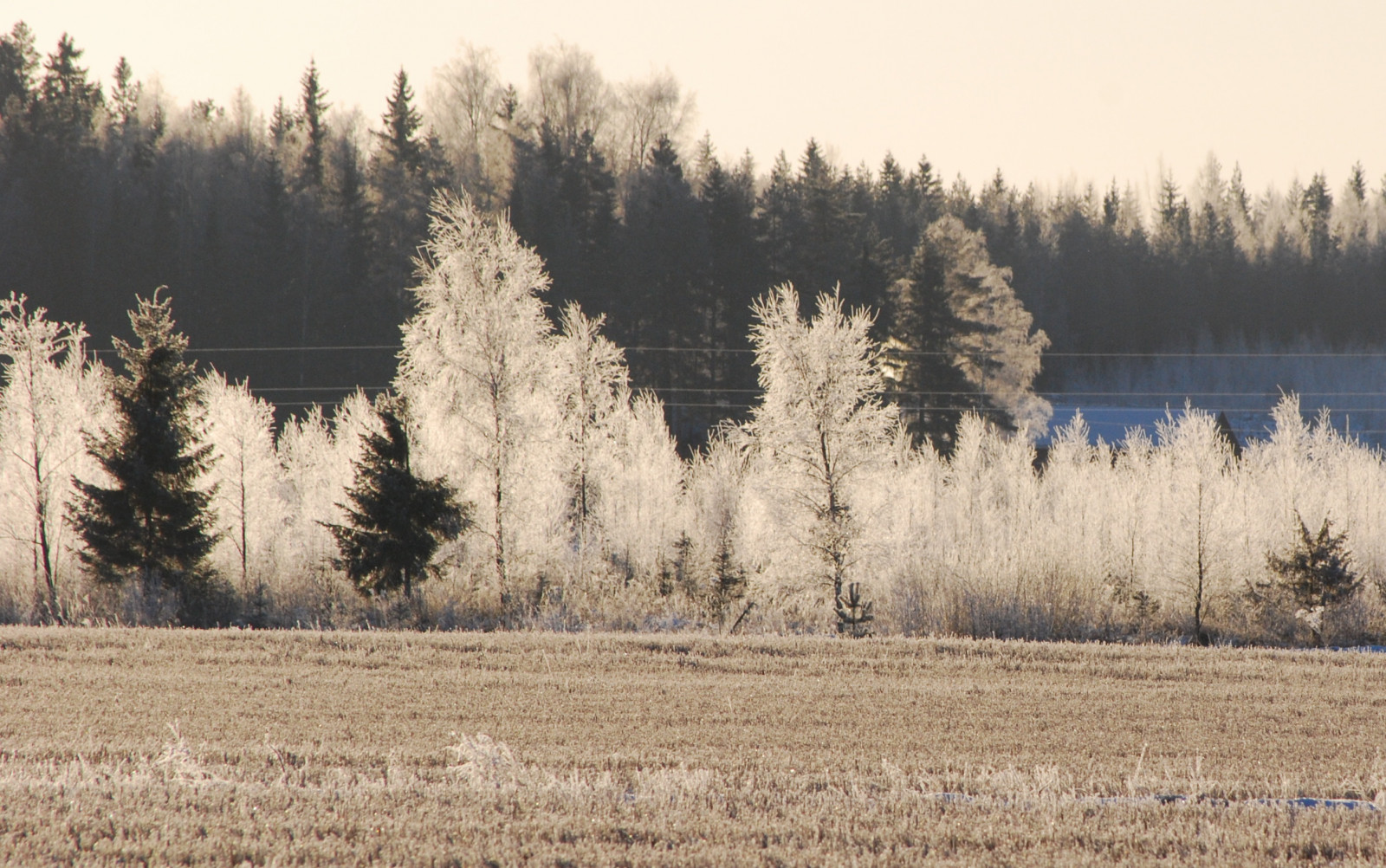 ระบบนิเวศ, ฤดูหนาว, ต้นไม้, น้ำค้างแข็ง, ครอบครัวหญ้า, การแช่แข็ง, ฟิลด์, phragmites, ท้องฟ้า, หิมะ, ทุ่งหญ้า, เช้า, อีโครีเจียน, ทุนดรา, ทุ่งหญ้า, แนวนอน, หญ้า, ทุ่งหญ้า, FEN, บริภาษ