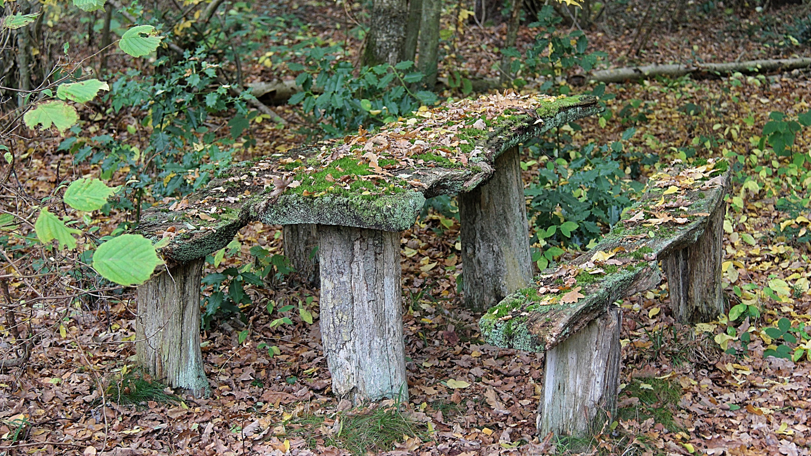 foresta, legna, verde, panchina, albero, autunno, foglia, fiore, pianta, stagione, boschi, Skog, Sterlen, pista, attackfoto, foglie, Kivik, attackfoto2, bosco, area rurale, habitat, ambiente naturale, botanica, pianta legnosa, tronco, arbusto, deciduo