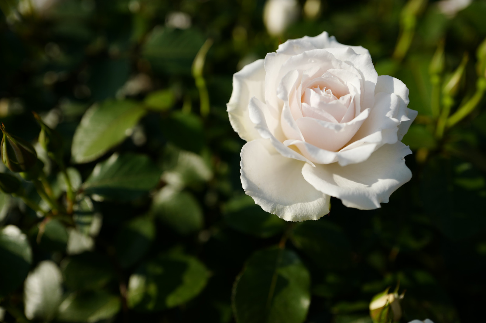 Japonsko, růže, květ, Leica, Tokio, jp, květ, rostlina, flóra, okvětní lístek, Komagome, summilux, leicaq, summilux1728, q, 1728, kyufurukawagarden, botanika, suchozemská rostlina, kvetoucí rostlina, makro fotografie, zahradní růže, růže rodina, růže objednávka, floribunda, rosa centifolia, burnet růže