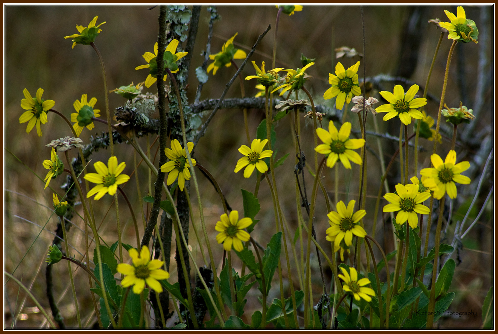 Wallpaper flowers, wild, nature, yellow, woods, Florida, rick