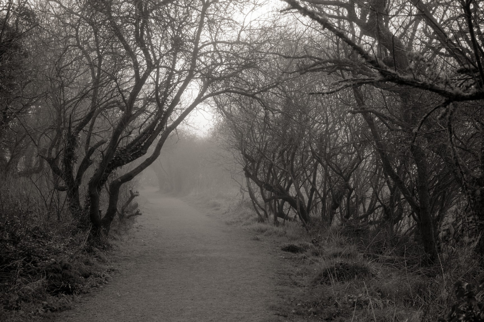 slunečnímu záření, les, černobílý, Příroda, sníh, zima, větev, ráno, mlha, mráz, zmrazení, Wales, Newport, strom, podzim, mlha, Procházka, list, počasí, rostlina, sezóna, tma, coastpath, pruh, zálesí, místo výskytu, přírodní prostředí, atmosférický jev, Černý a bílý, monochromatické fotografování, dřevina, Pembrokeshire, alanfoster, seamist, eveningwalks, coastalwalk, rivernevern