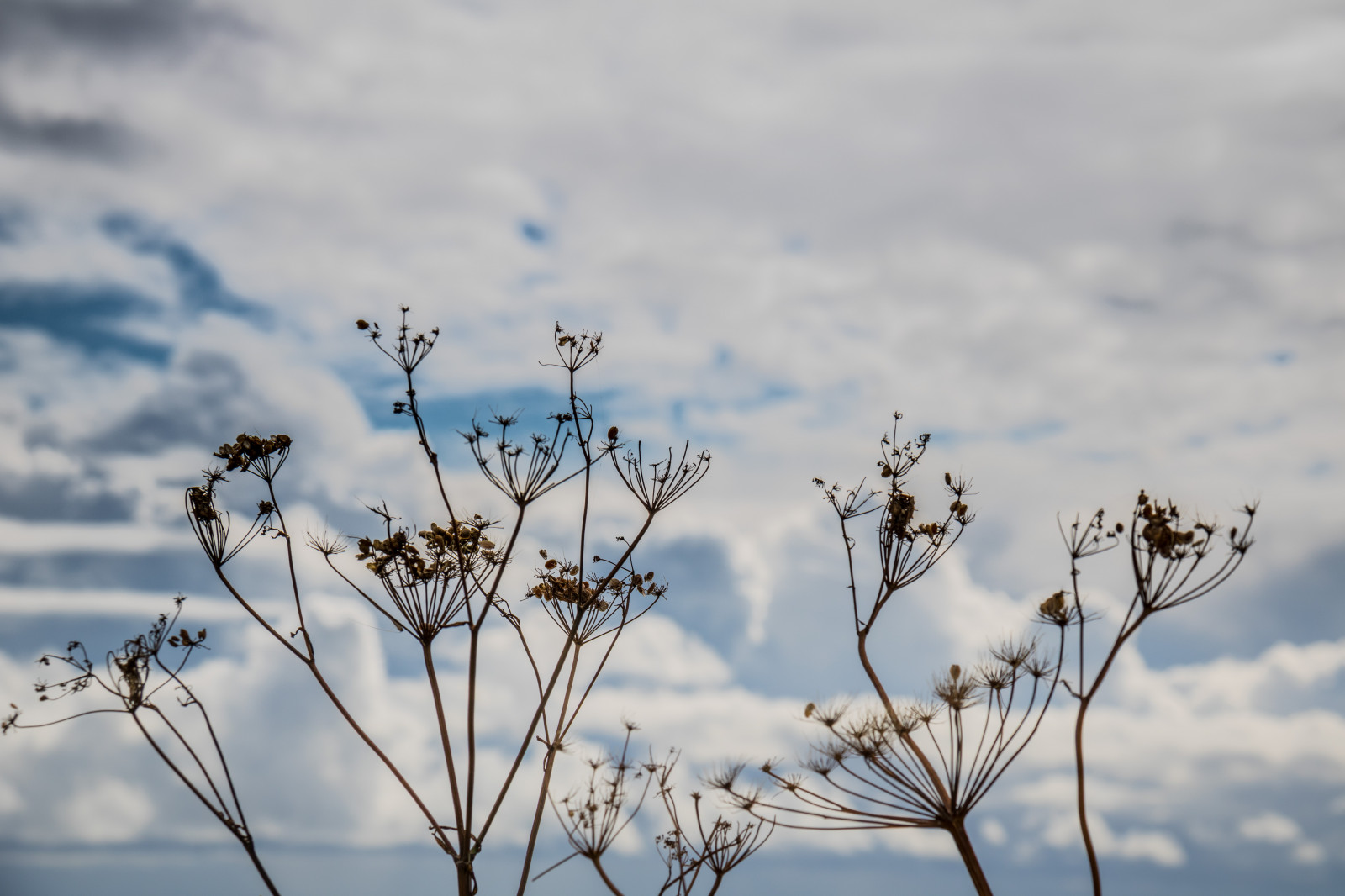 slunečnímu záření, moře, voda, Příroda, tráva, nebe, sníh, zima, větev, mráz, květ, jaro, zmrazení, mrak, strom, list, květ, rostlina, sezóna, flóra, nebe, vatten, hav, moln, stersj n, smygehuk, s dersl tt, exif modelu canoneos760d, geocountry, Kamera aby kánon, geocity, Model fotoaparátu canoneos760d, geostate, geolocation, EXIF čočka efs18200mmf3556is, exif aby kánon, EXIF isospeed 100, EXIF otvor 10, exif focallength 70mm, divoká rostlina, prérie, větvička, Atmosféra Země, makro fotografie, tráva rodina, závod stonek