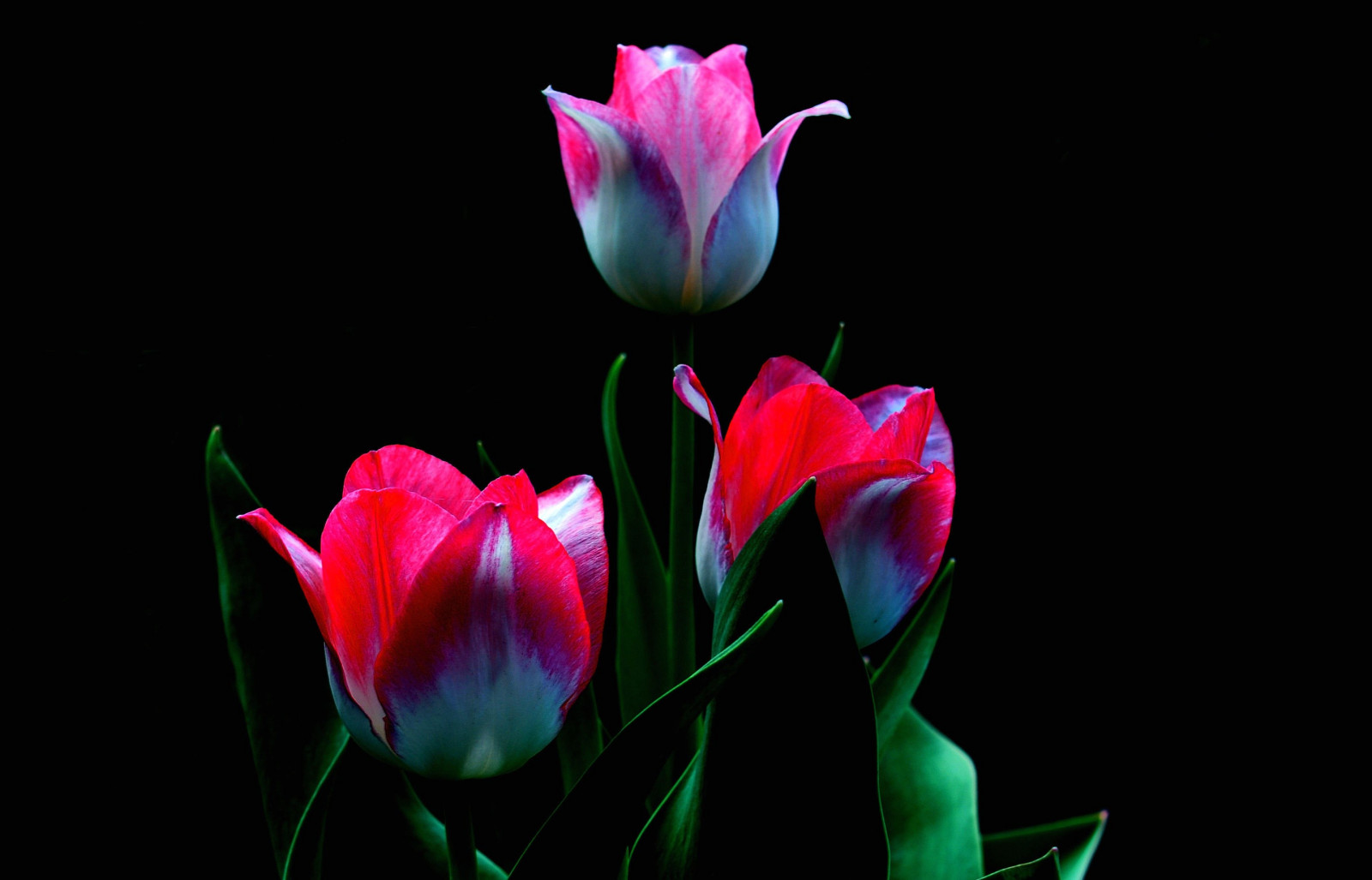 2880x1850 px, dunkel, Blumen, Pflanzen, Einfacher hintergrund, Tulpen