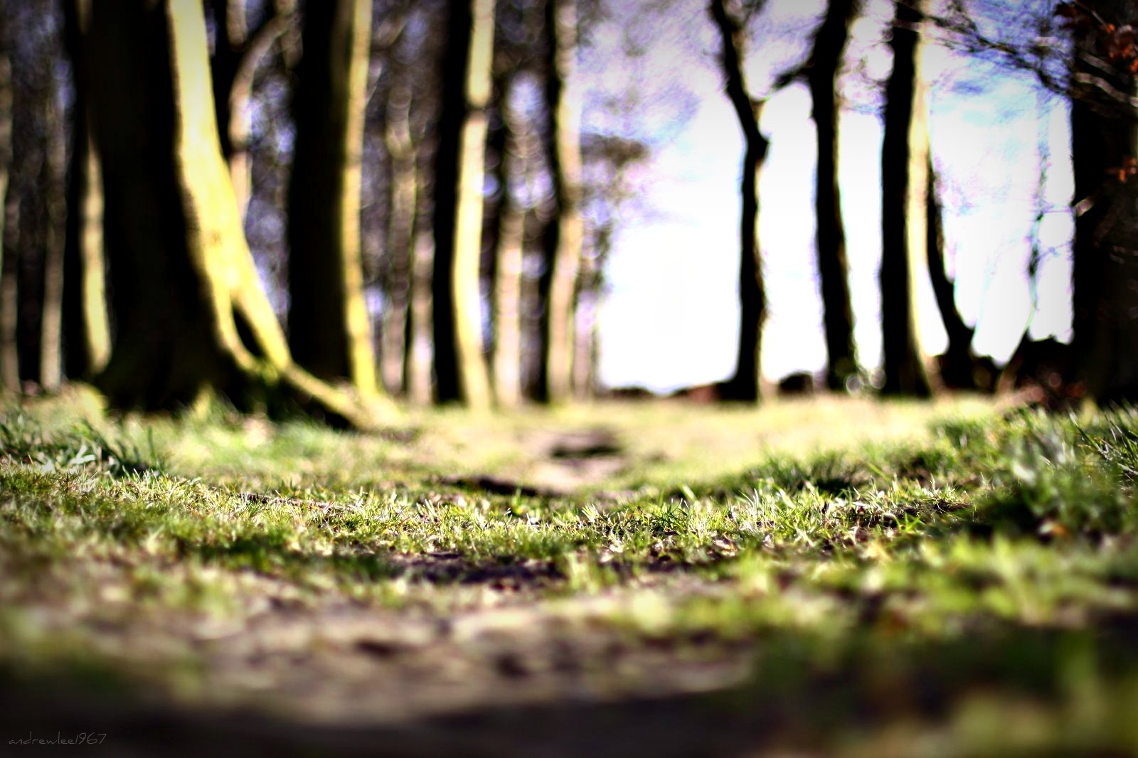 slunečnímu záření, stromy, les, Příroda, tráva, fotografování, dřevo, větev, zelená, Anglie, ráno, bokeh, Spojené království, Yorkshire, světlo, strom, podzim, list, květ, rostlina, sezóna, dof, patro, podlaha, dno, gb, Británie, ef50mmf14usm, 50d, canon50d, zálesí, andrewlee1967, andrewlee, místo výskytu, přírodní prostředí, dřevina, ekosystém, Emley