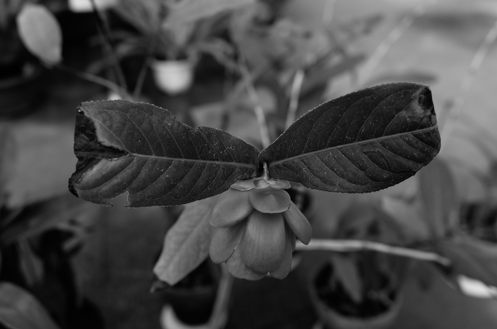 Japonsko, bílý, Černá, černobílý, Příroda, park, fotografování, větev, symetrie, jaro, Leica, Tokio, jp, list, květ, rostlina, flóra, okvětní lístek, T, shinjukgyoen, Shinjuku, leicat, summicront235, Summicron, t235, Černý a bílý, monochromatické fotografování, botanika, zblízka, makro fotografie, závod stonek