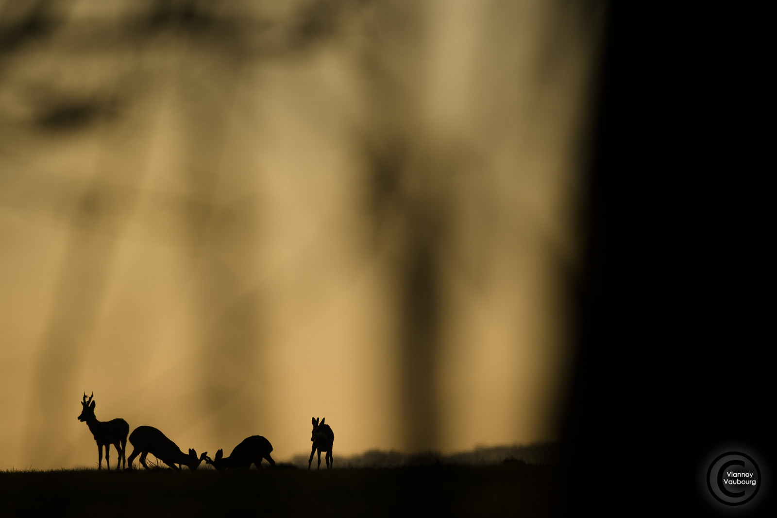 slunečnímu záření, krajina, nebe, stín, fotografování, silueta, večer, ráno, atmosféra, Nikon, Francie, 2017, strom, NIKKOR, de, tma, Soleil, coucher, Vosges, Photographie, ed, vr, AFS, contrejour, jour, Lumiere, bois, printemps, počítač tapeta, fl, Lorraine, jev, animalier, 400mm, D4S, nikonflickrtrophy, Vaubourg, Vianney, contre, Chevreuil, Brocard, velur, f28e, afsnikkor400mmf28e, naturebynikon, nikkortagofficiel, stock photography