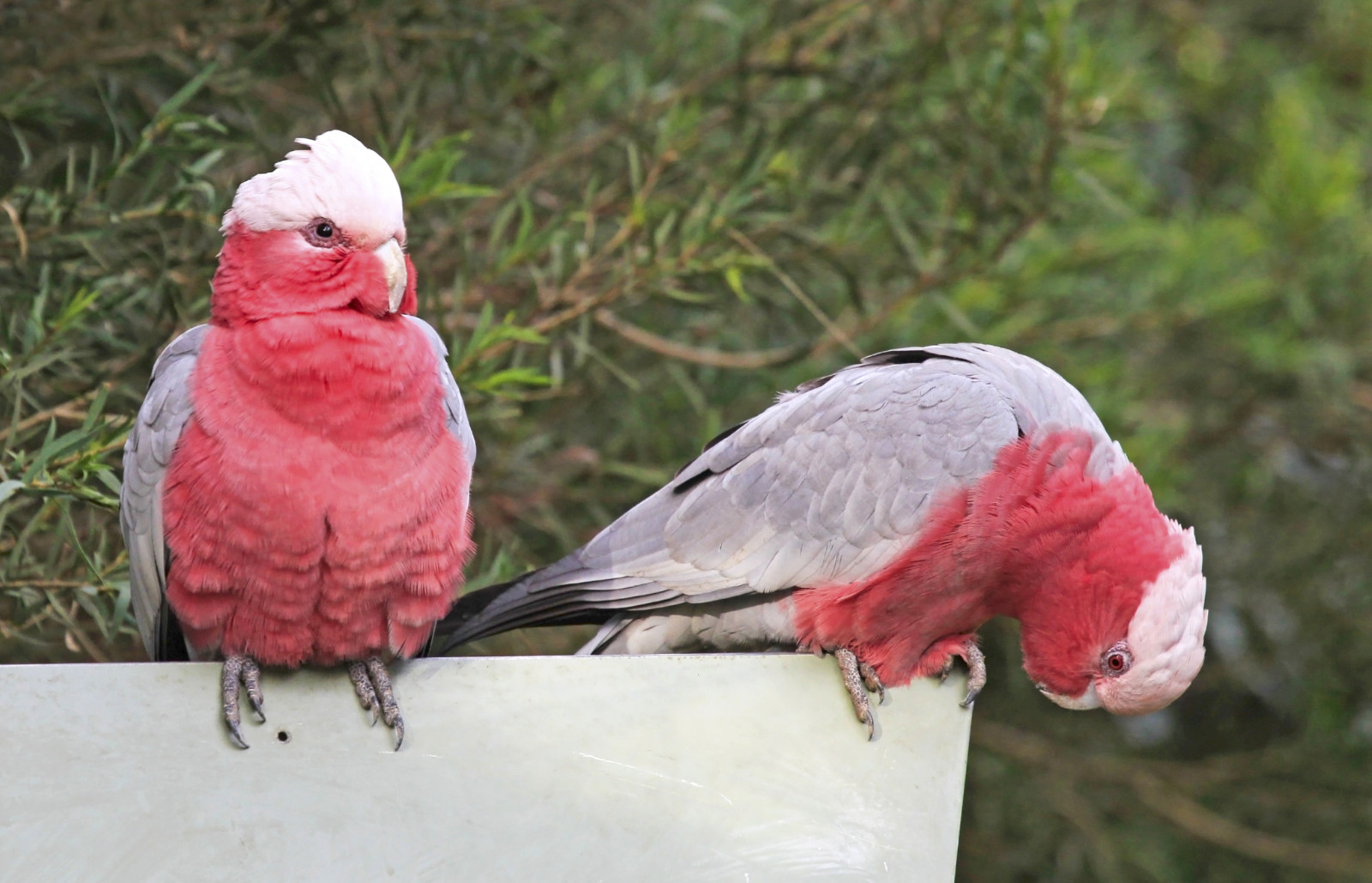 ráno, zima, mužský, Příroda, ženský, Volně žijících živočichů, pár, Papoušek, Austrálie, Healesvillesanctuary, Victoria, yarravalley, influenza, národní geografie, Galah, ptáčník, Cacatua, Eolophusroseicapillus, closetonature, concordians