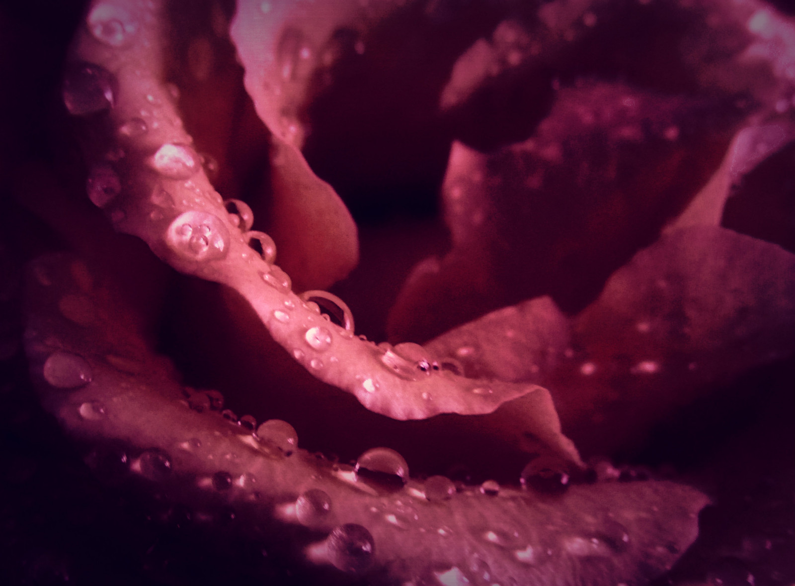 voda, Červené, růže, pusa, růžový, rosa, květ, pokles, kapičky, okvětní lístek, počítač tapeta, zblízka, makro fotografie, zátiší fotografování, zahradní růže, růže rodina, vlhkost, organismus, pedály, čelist