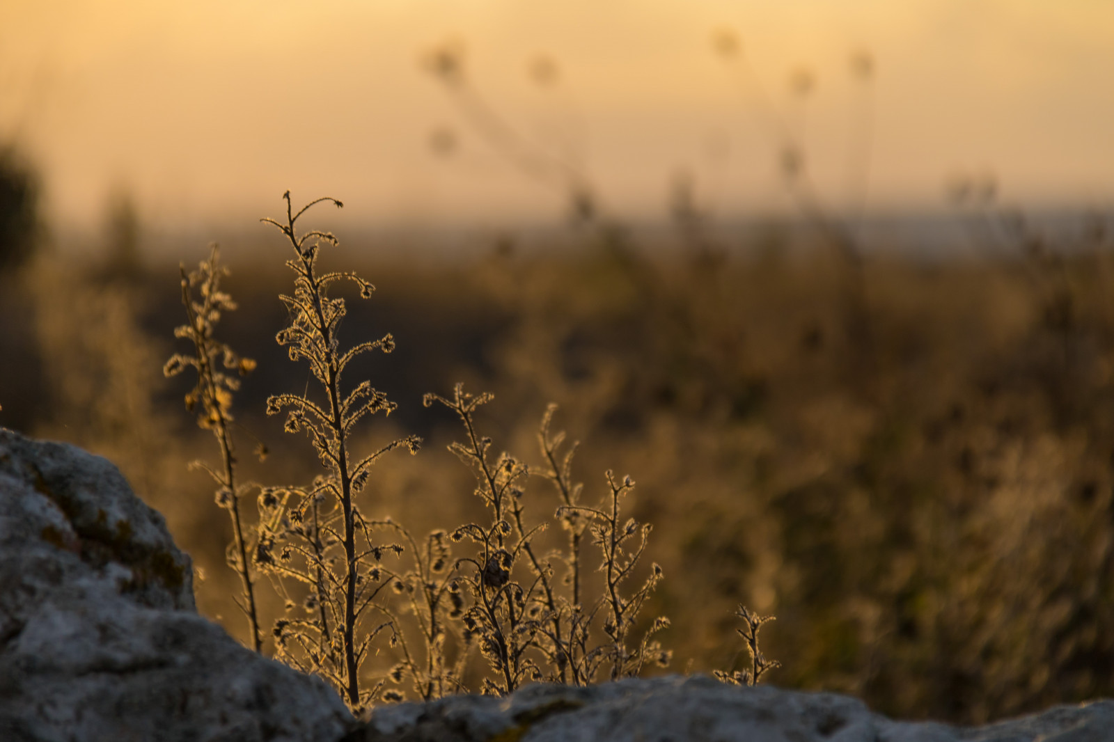 slunečnímu záření, krajina, západ slunce, kopec, Skála, Příroda, odraz, tráva, zima, svítání, večer, ráno, mlha, mráz, divočina, strom, podzim, list, květ, počasí, svítání, rostlina, sezóna, soluppg ng, exif modelu canoneos760d, geocountry, Kamera aby kánon, geocity, Model fotoaparátu canoneos760d, geostate, geolocation, EXIF čočka efs18200mmf3556is, EXIF otvor 56, exif aby kánon, EXIF isospeed 125, exif focallength 175mm, Gotland, holmh Llar, attackfoto, attackfoto8, prérie, přírodní prostředí, atmosférický jev, makro fotografie, tráva rodina