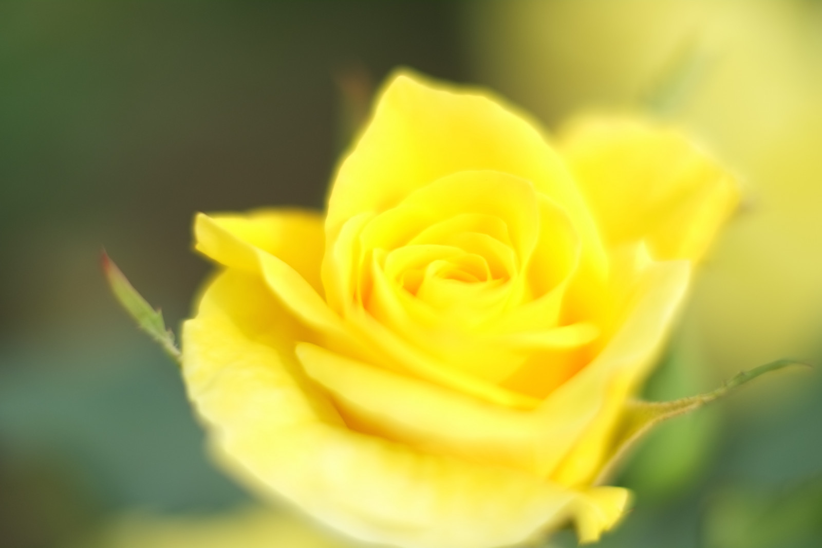 fotografování, žlutý, růže, Tokio, Fujifilm, květ, rostlina, flóra, okvětní lístek, Fujinon, Shinjuku, xpro1, xf, xf35mmf14r, x, shinjukugyoen, xf35mm, mcex, mcex11, suchozemská rostlina, kvetoucí rostlina, zblízka, makro fotografie, závod stonek, zahradní růže, růže rodina, růže objednávka, floribunda, rakouský briar